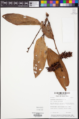 Cavendishia confertiflora image