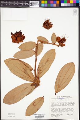 Image of Cavendishia adenophora