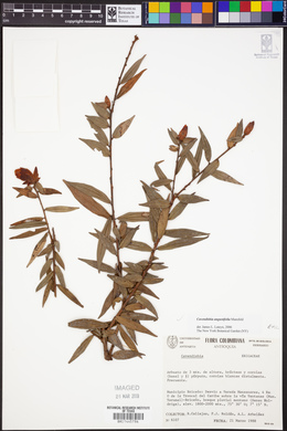 Image of Cavendishia angustifolia