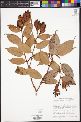 Image of Cavendishia compacta