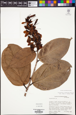 Image of Cavendishia lindauiana