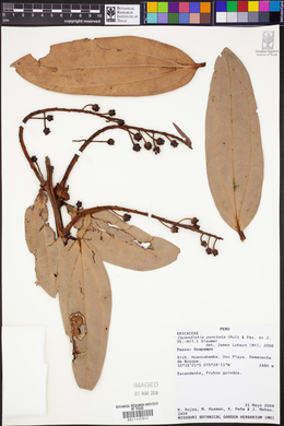 Image of Cavendishia punctata