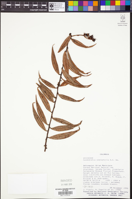 Image of Cavendishia stenophylla