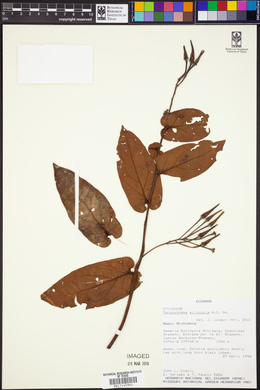 Image of Ceratostema silvicola