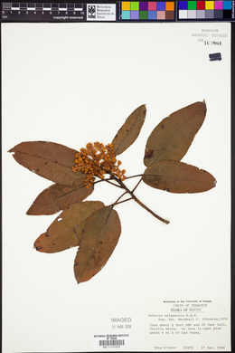 Arbutus xalapensis image