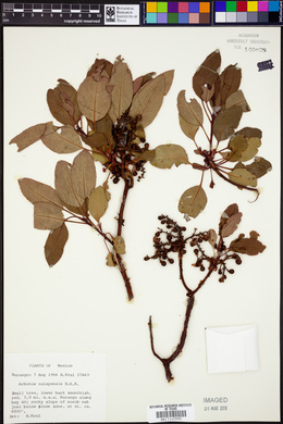 Arbutus xalapensis image