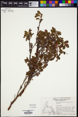 Arctostaphylos alpina image