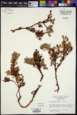 Arctostaphylos alpina image
