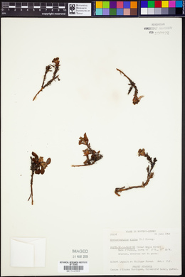 Arctostaphylos alpina image