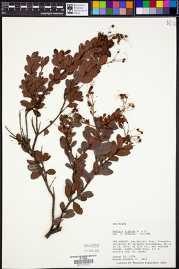 Bejaria aestuans image