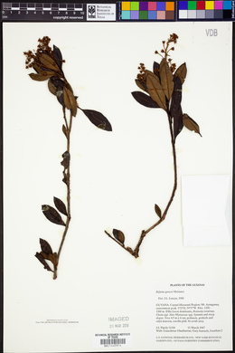 Bejaria sprucei image