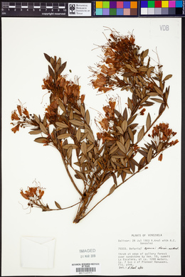 Bejaria sprucei image