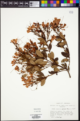 Bejaria sprucei image