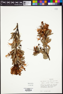 Bejaria sprucei image