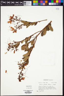 Bejaria sprucei image
