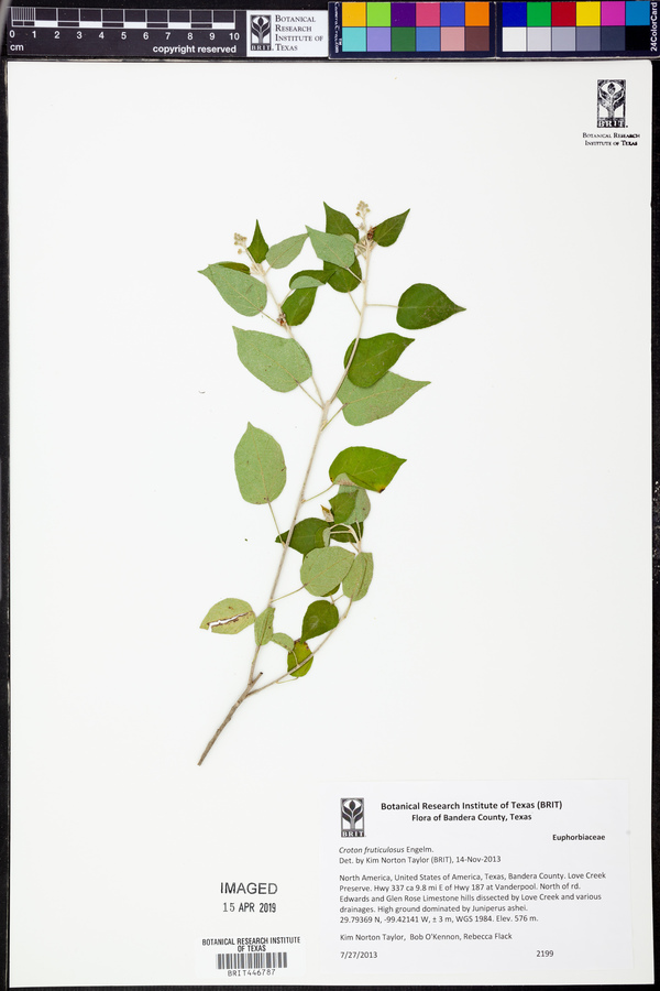 Croton glabellus subsp. glabellus image