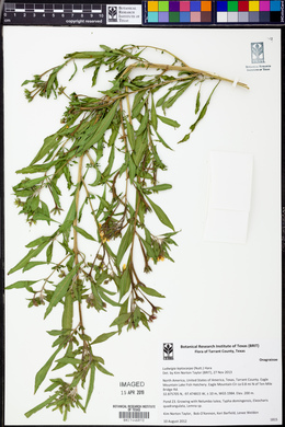 Ludwigia leptocarpa image