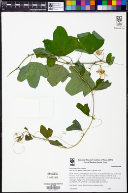 Passiflora affinis image