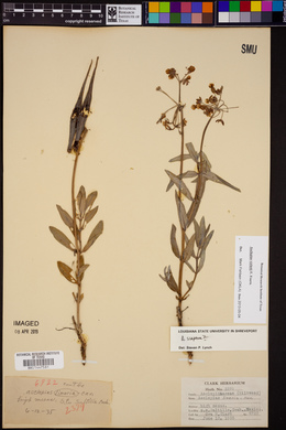 Asclepias virletii image