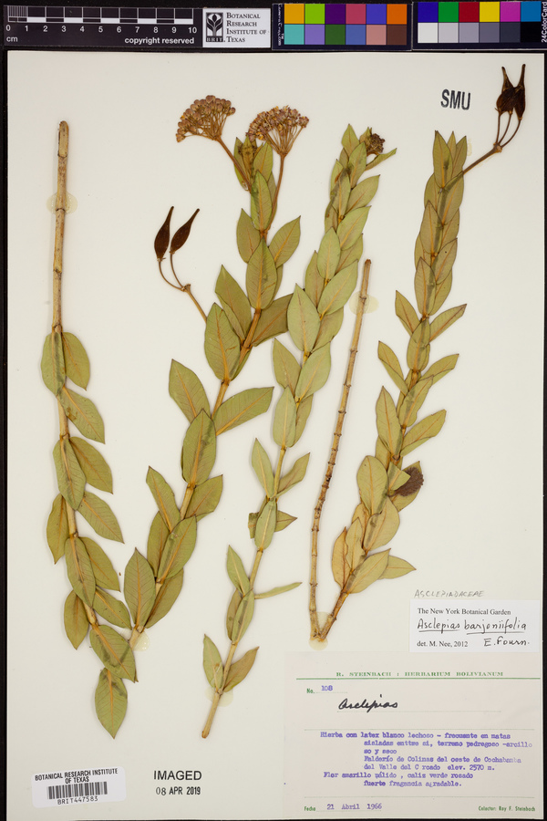Asclepias barjoniifolia image