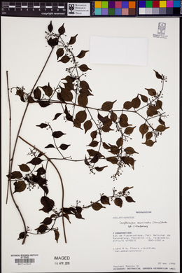 Camptocarpus acuminatus image