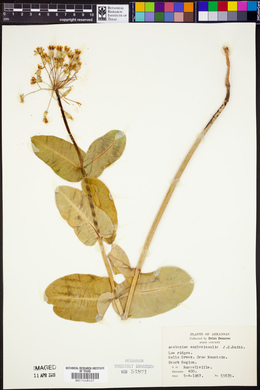 Asclepias amplexicaulis image
