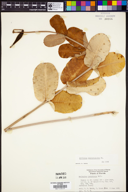 Asclepias amplexicaulis image