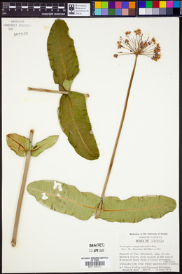 Asclepias amplexicaulis image