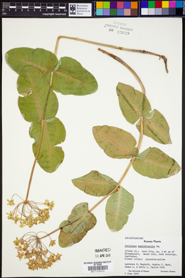 Asclepias amplexicaulis image