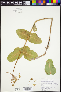 Asclepias amplexicaulis image