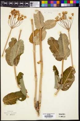 Asclepias amplexicaulis image