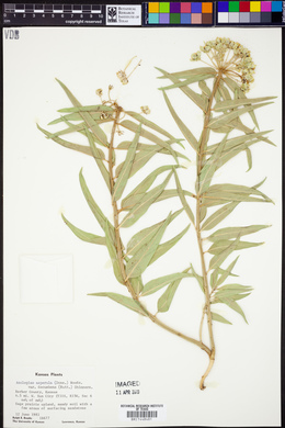 Asclepias asperula image