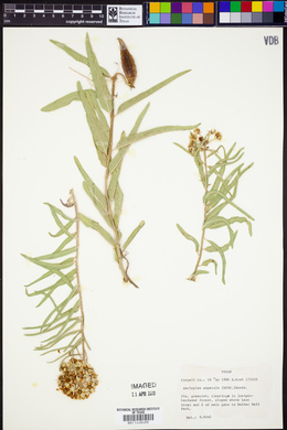 Asclepias asperula image