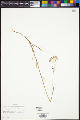 Asclepias cinerea image