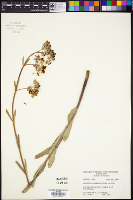 Asclepias connivens image