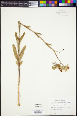 Asclepias connivens image