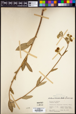 Asclepias connivens image