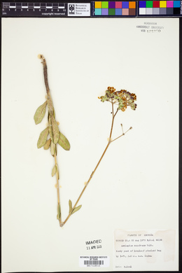 Asclepias connivens image