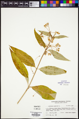 Asclepias exaltata image