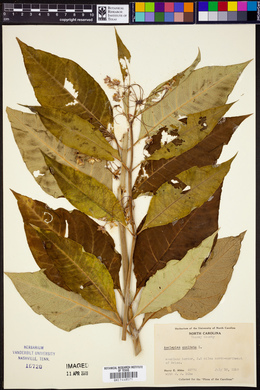 Asclepias exaltata image