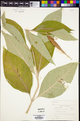 Asclepias exaltata image