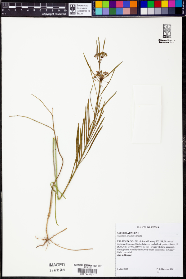Asclepias linearis image