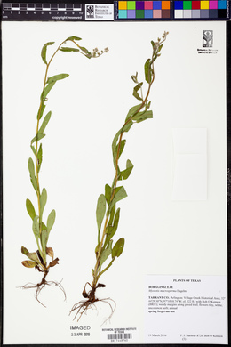 Myosotis macrosperma image