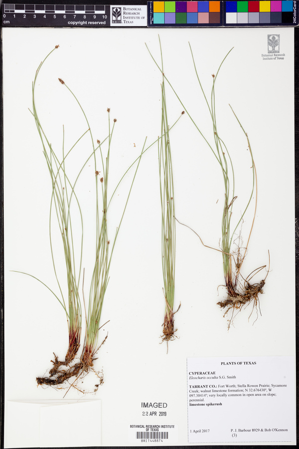 Eleocharis occulata image