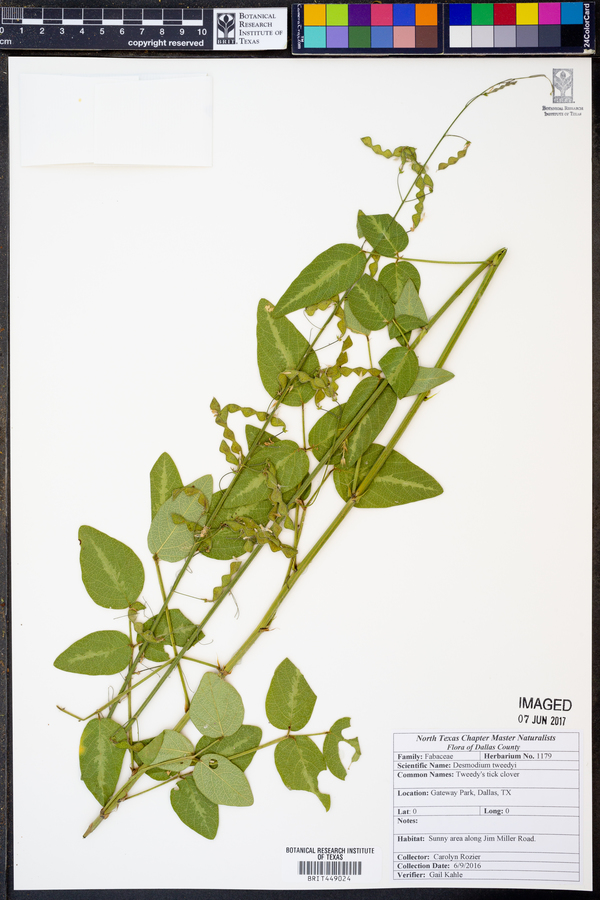 Desmodium tweedyi image