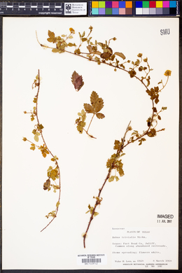 Rubus trivialis image