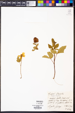 Rubus trivialis image