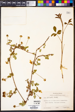 Rubus trivialis image