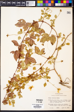 Rubus trivialis image