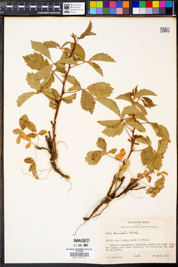 Rubus trivialis image